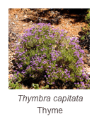 ￼Thymbra capitata
Thyme