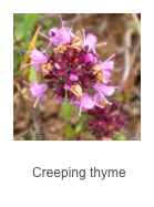 ￼Thymus longicaulis
Creeping thyme
