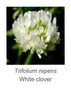 ￼Trifolium repens
White clover