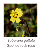 ￼Tuberaria guttata
Spotted rock rose
