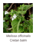 ￼Melissa officinalis 
Cretan balm