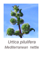 ￼Urtica pilulifera
Mediterranean  nettle