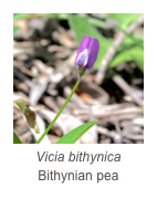 ￼Vicia bithynica
Bithynian pea