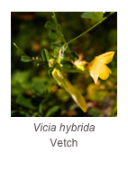 ￼Vicia hybrida
Vetch