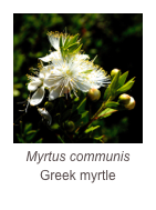 ￼Myrtus communis
Greek myrtle
