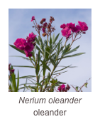 ￼Nerium oleander
oleander