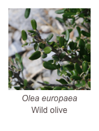 ￼Olea europaea
Wild olive