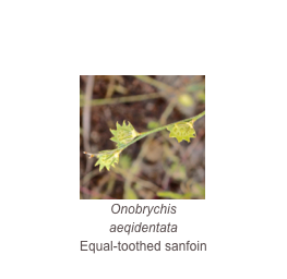 ￼Onobrychis aeqidentata
Equal-toothed sanfoin