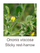￼Ononis viscosa 
Sticky rest-harrow