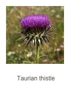 ￼Onopordum tauricum
Taurian thistle