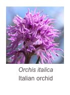 ￼Orchis italica
Italian orchid