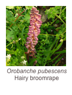 ￼Orobanche pubescens
Hairy broomrape