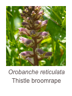 ￼Orobanche reticulata
Thistle broomrape