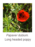 ￼Papaver dubium.
 Long headed poppy