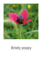 ￼Papaver hybridum
Bristly poppy