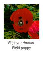 ￼Papaver rhoeas.
Field poppy