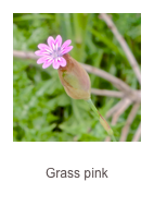 ￼Petrorhagia velutina
Grass pink