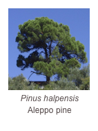 ￼Pinus halpensis
Aleppo pine