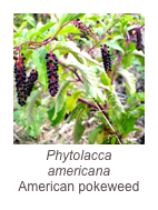 ￼Phytolacca americana
American pokeweed