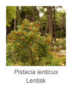 ￼Pistacia lenticus
Lentisk