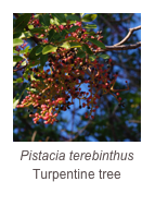 ￼Pistacia terebinthus
Turpentine tree