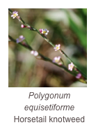 ￼Polygonum equisetiforme
Horsetail knotweed