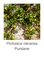 ￼Portulaca oleracea
Purslane