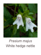 ￼Prasium majus
White hedge nettle