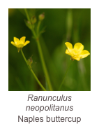 ￼Ranunculus neopolitanus
Naples buttercup