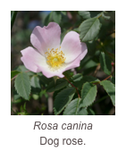 ￼Rosa canina
Dog rose.