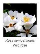 ￼Rosa sempervirans
Wild rose
