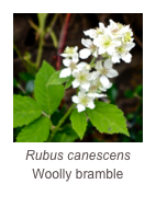 ￼Rubus canescens
Woolly bramble