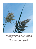 ￼Phragmites australis
Common reed