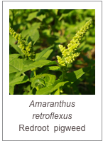 ￼Amaranthus retroflexus
Redroot  pigweed
