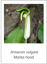 ￼
 Arisarum vulgare Monks hood