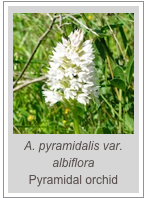 ￼A. pyramidalis var. albiflora
Pyramidal orchid