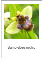 ￼Ophrys bombyliflora
Bumblebee orchid