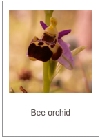 ￼Ophrys umbilicata
Bee orchid