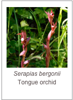 ￼Serapias bergonii
Tongue orchid