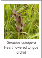 ￼Serapias cordigera
Heart flowered tongue orchid