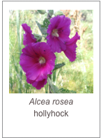 ￼Alcea rosea
hollyhock