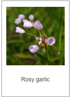 ￼Allium roseum
Rosy garlic