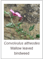 ￼Convolvulus altheodes
Mallow leaved bindweed
