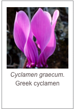 ￼Cyclamen graecum.
Greek cyclamen