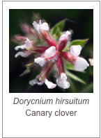 ￼Dorycnium hirsuitum
Canary clover
