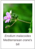 ￼Erodium malacoides
Mediterranean crane's bill