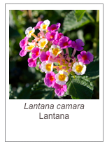 ￼Lantana camara
Lantana