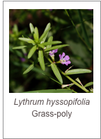 ￼Lythrum hyssopifolia
Grass-poly