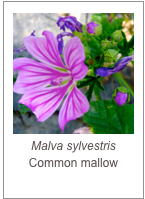 ￼Malva sylvestris
Common mallow
