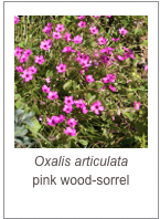￼Oxalis articulata
pink wood-sorrel